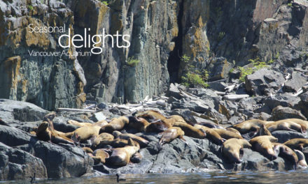 Seasonal delights: Vancouver Aquarium