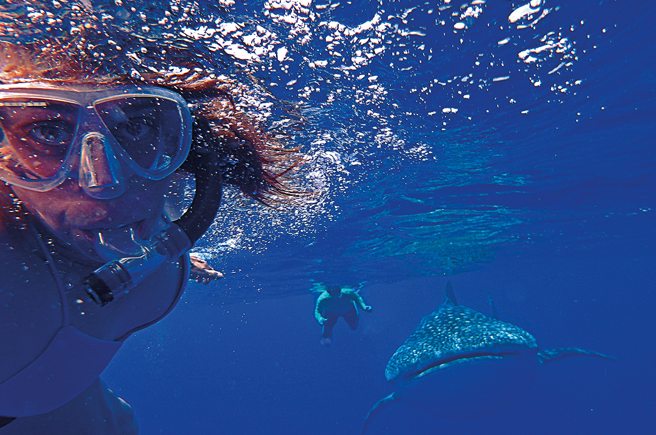 Swimmers, Whale Shark