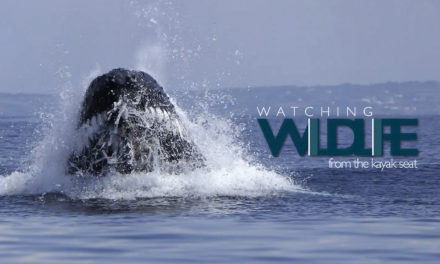 Watching wildlife from the kayak seat