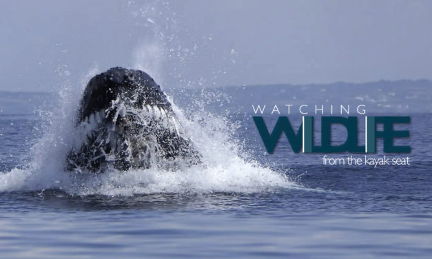 Watching wildlife from the kayak seat