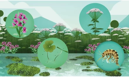 Invasive Non-Native Species – What are they? June 2025 issue