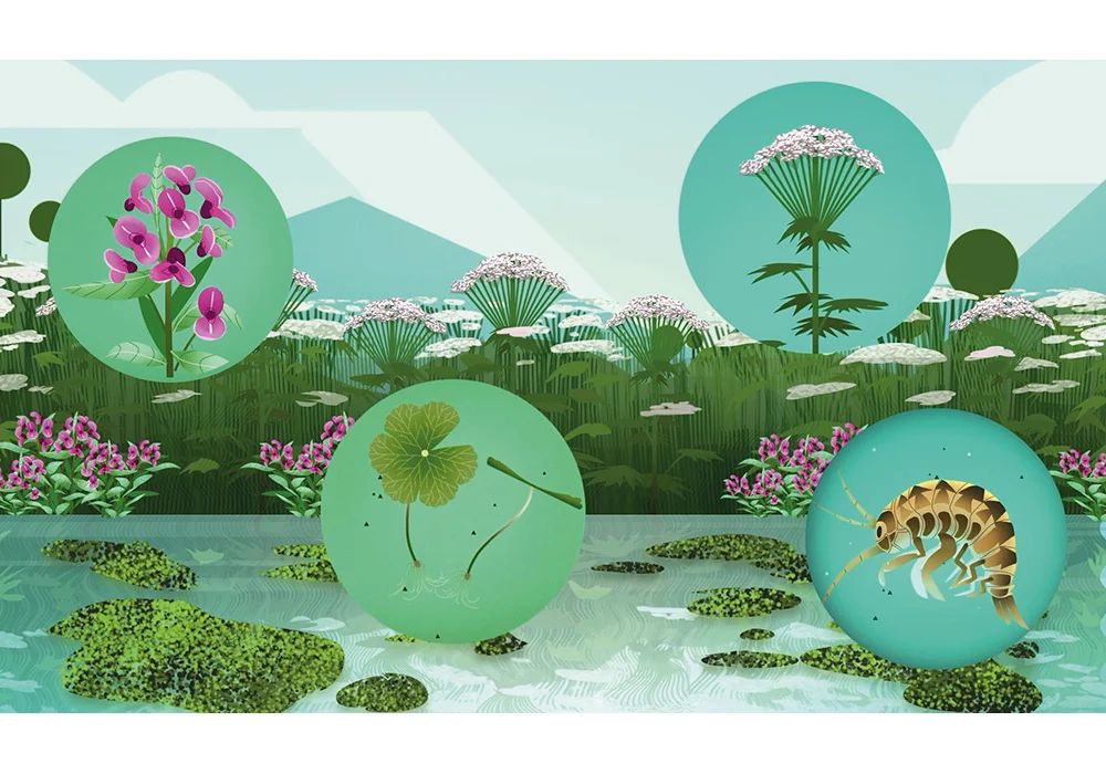 Invasive Non-Native Species