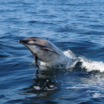 Top tips for paddling near sealife – October 2025 issue