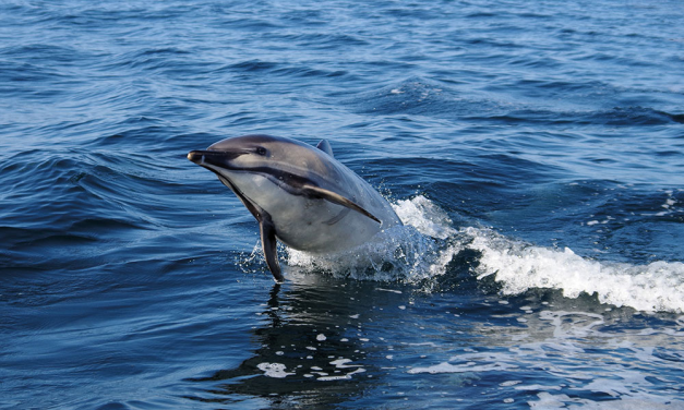 Top tips for paddling near sealife – October 2025 issue