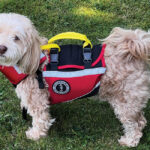 Mustang Survival Underdog PFD – August 2026 issue